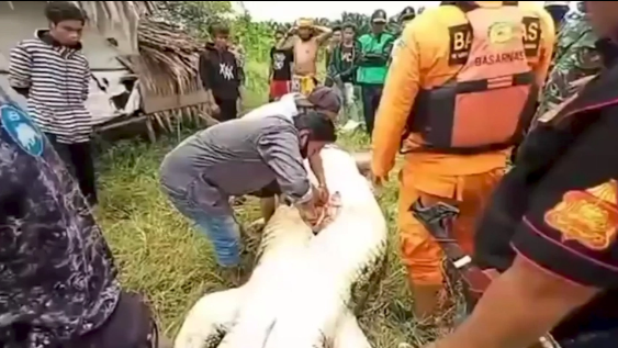 Hãi hùng cảnh rạch bụng cá sấu khổng lồ để lấy thi thể bé trai 8 tuổi Ảnh 4