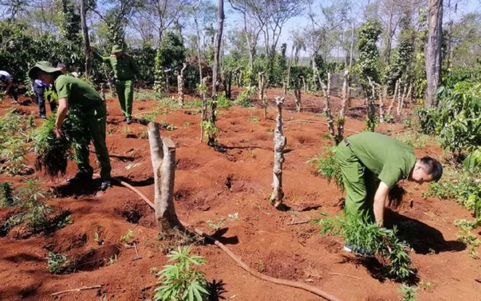 Hai anh em ruột trồng hơn 1500 cây cần sa trong rẫy cà phê Ảnh 2