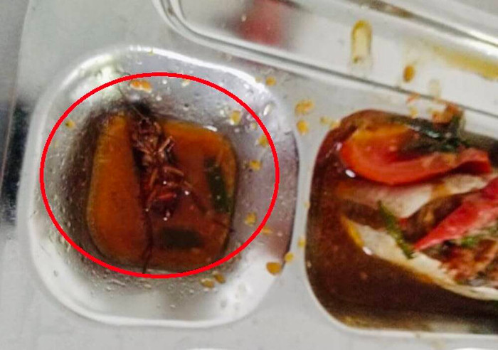 Con gián trong phần thức ăn tại căn -tin trường học