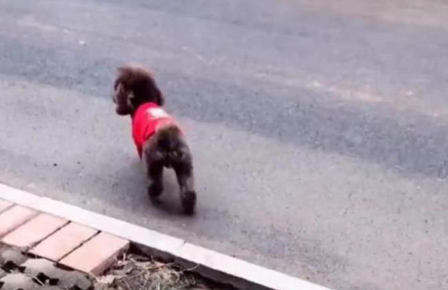 Người phụ nữ dắt chó đi dạo thì tìm thấy hộp quà trong thùng rác.