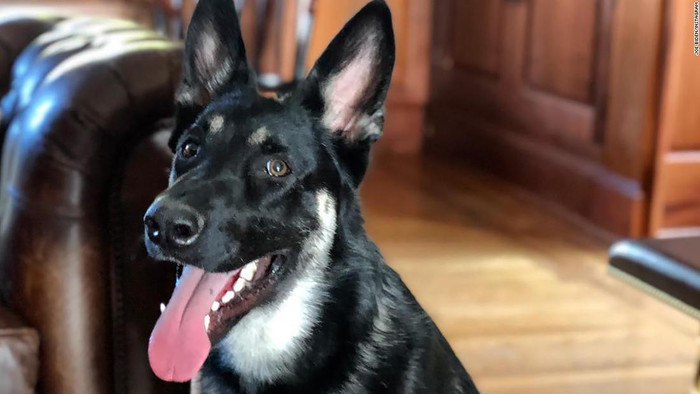 Chú chó Major của nhà Biden.