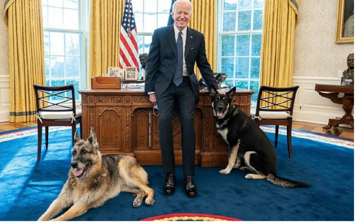 Chó cưng của ông Joe Biden phải rời Nhà Trắng sau khi lao vào cắn nhân viên an ninh Ảnh 2