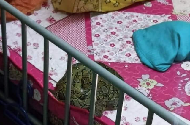 Con trăn nằm trên giường, cạnh con gái của chị Amran.