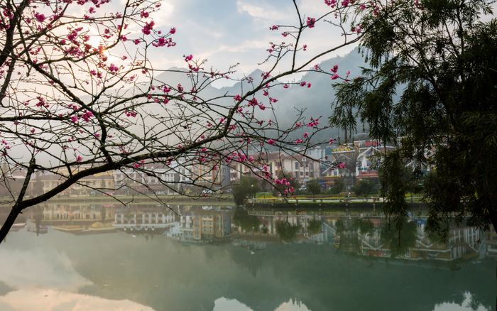 Lên Sa Pa ngắm mai anh đào Nhật Bản đẹp tựa chốn Phù Tang Ảnh 2