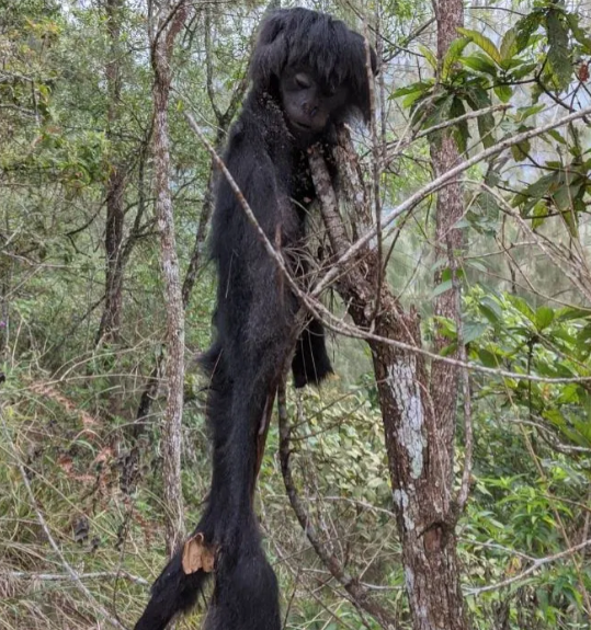 Thịt thú rừng: Hiểm hoạ tiềm tàng khủng khiếp hơn cả COVID-19 Ảnh 5