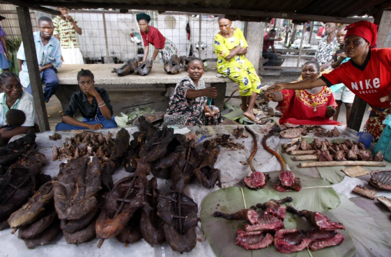 Thịt thú rừng: Hiểm hoạ tiềm tàng khủng khiếp hơn cả COVID-19 Ảnh 6