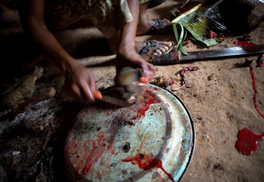 Thịt thú rừng: Hiểm hoạ tiềm tàng khủng khiếp hơn cả COVID-19 Ảnh 8