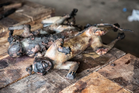 Thịt thú rừng: Hiểm hoạ tiềm tàng khủng khiếp hơn cả COVID-19 Ảnh 7