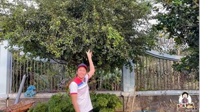 Nghệ sĩ Hoài Linh review từng cây ở vườn nhà thờ Tổ, trong đó có cây lên đến 7 tỷ đồng Ảnh 4