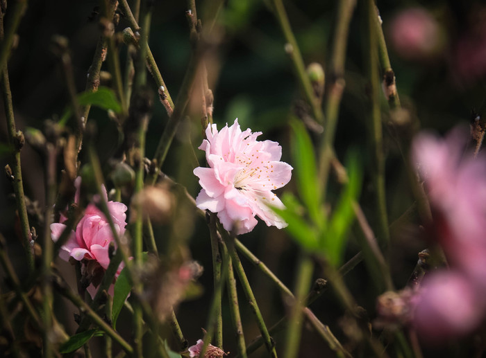 Khu vực miền Bắc đang trong thời gian thời tiết nồm ẩm, đêm và sáng sớm có sương mù và sương mù nhẹ. (Ảnh minh hoạ: Huyền Trần)