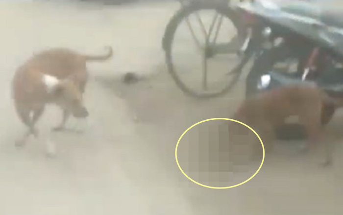 Kinh hoàng cảnh chó hoang tha bé gái sơ sinh đi lang thang trong bệnh viện Ảnh 2