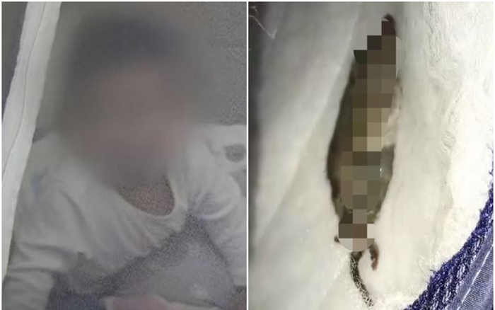 Ngửi thấy mùi hôi và ruồi xuất hiện trong phòng ngủ, chủ nhà 'buồn nôn' khi phát hiện sự thật Ảnh 2