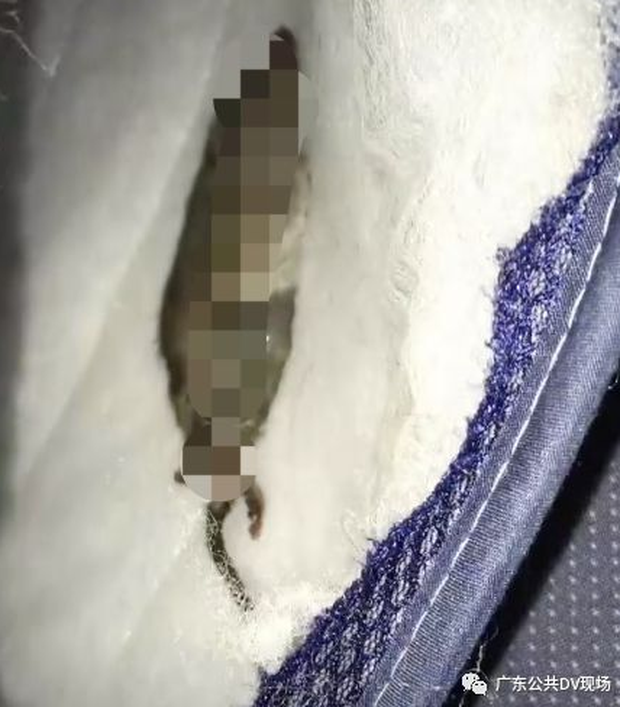 Cô bàng hoàng khi con chuột chết nằm giữa chiếc đệm mới mua.