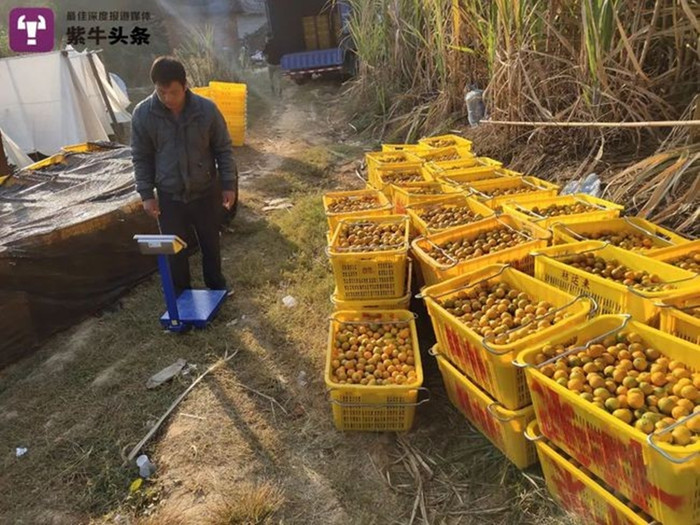 Ông Zhang buôn bán hoa quả, rau củ dành dụm tiết kiệm tiền để lo cho con trai về sau này.