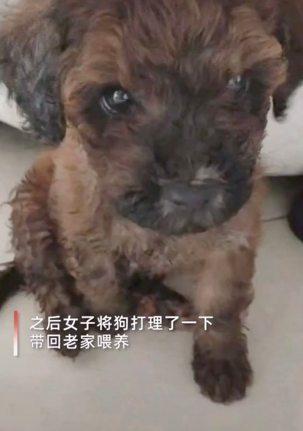 Chú chó bị lạc 6 tháng.