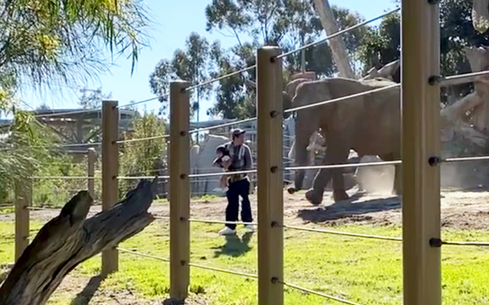 Liều lĩnh ẵm con 2 tuổi 'chui tọt' vào chuồng voi, người đàn ông làm rơi cả con Ảnh 2