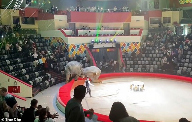 Đang làm xiếc, voi cái bỗng 'hoá điên' rượt đuổi đồng loại, khán giả bỏ chạy tán loạn Ảnh 5