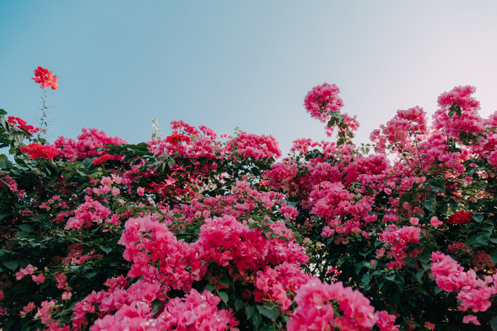 Hoa giấy nở rộ trong khuôn viên Đại học Nông Lâm