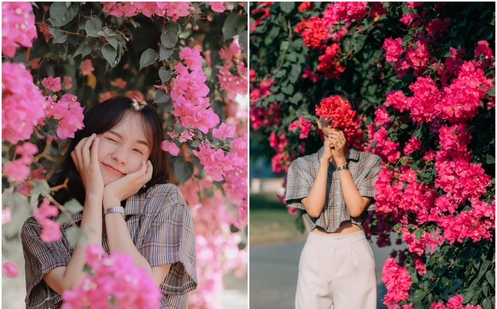 Tháng 3 này, Đại học Nông Lâm TP.HCM rực sắc hồng hoa giấy, giới sinh viên được dịp 'sống ảo' thả ga Ảnh 2