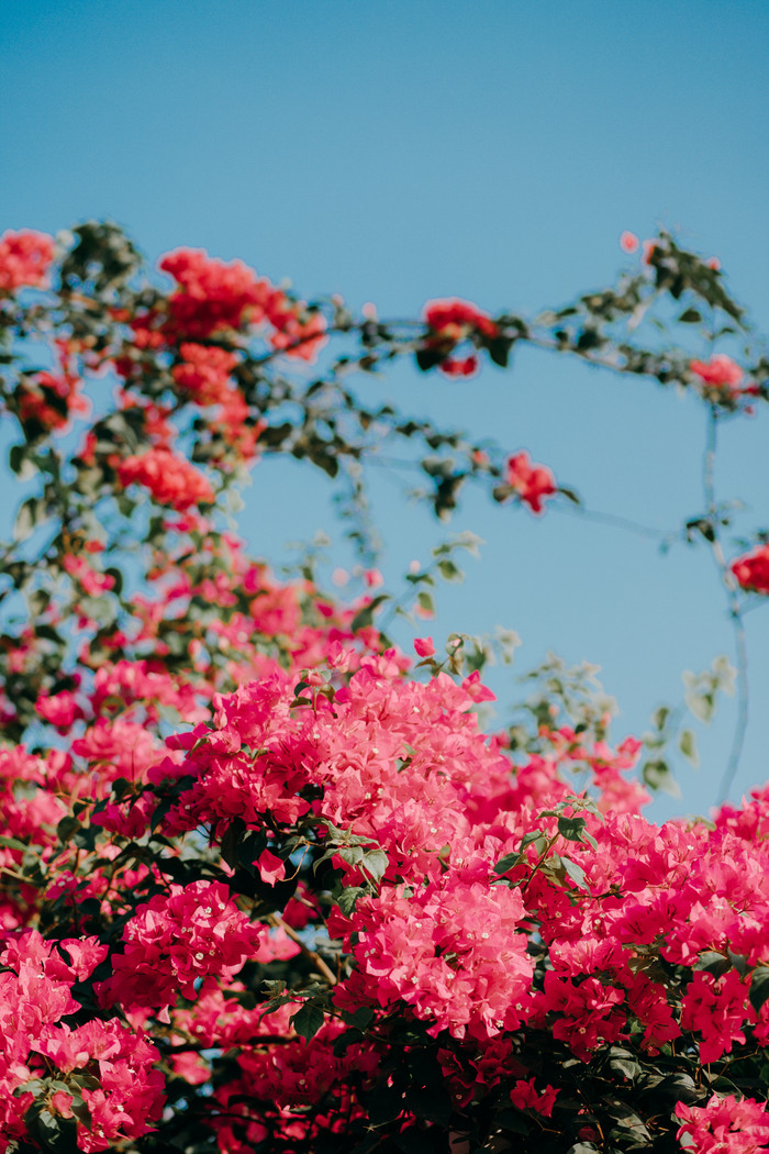 Những khóm hoa giấy nở rộ, rực rỡ một vùng trời