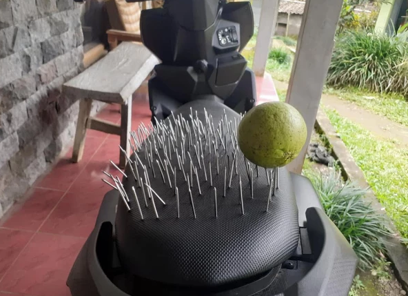 Đến quả còn bị chọc thủng như này...