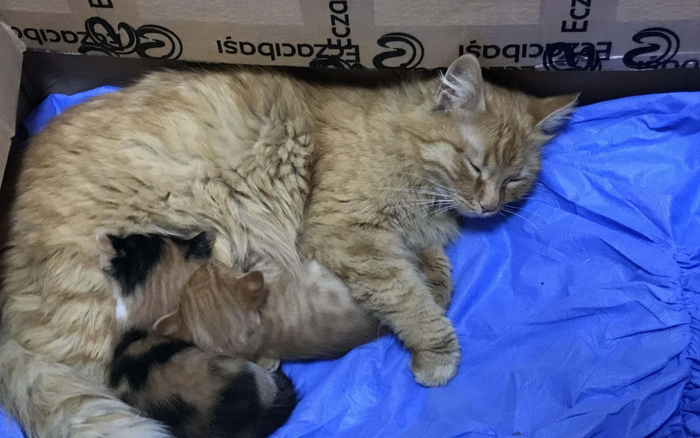 Mèo mẹ tha con ốm yếu đến phòng khám cầu cứu bác sĩ Ảnh 2