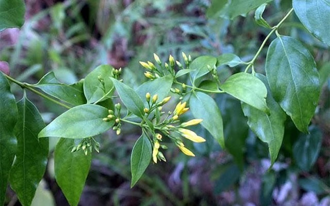 Đòi mua xe không được, nữ sinh lớp 7 bị trầm cảm tự tử bằng lá ngón Ảnh 2