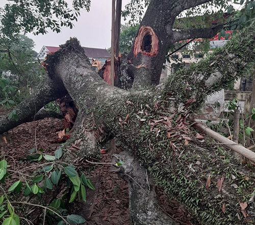 Cây đa 300 tuổi gãy đè trúng 4 học sinh tan học về Ảnh 1