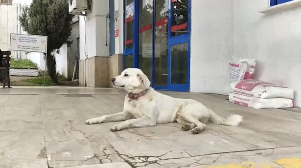 Chú chó trung thành nằm chờ chủ nhân hai tuần ngoài bệnh viện