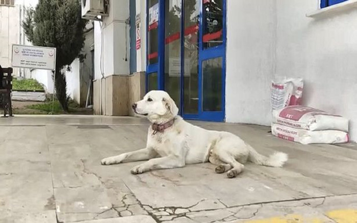 Chủ lên cơn đau tim, chú chó trung thành nằm chờ suốt hai tuần ở cửa bệnh viện Ảnh 2