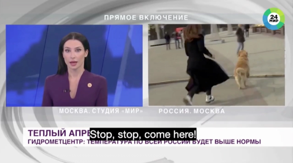 Clip: Chó cướp mic của phóng viên và chạy thẳng Ảnh 4