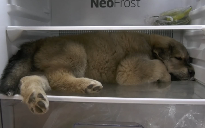 Clip: Chú cún tự mở cửa rồi núp trong tủ lạnh để trốn cái nóng 'đổ lửa' 41 độ Ảnh 2