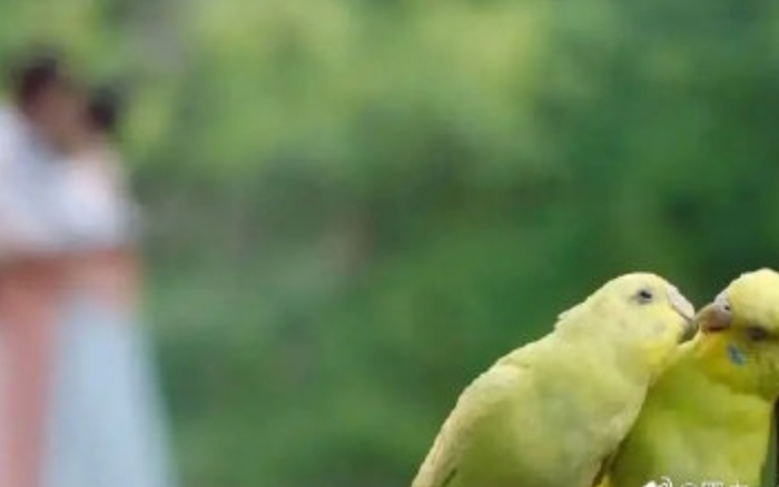 'Trường ca hành': Nụ hôn chú vẹt của Địch Lệ Nhiệt Ba và Ngô Lỗi lên hot search Ảnh 2