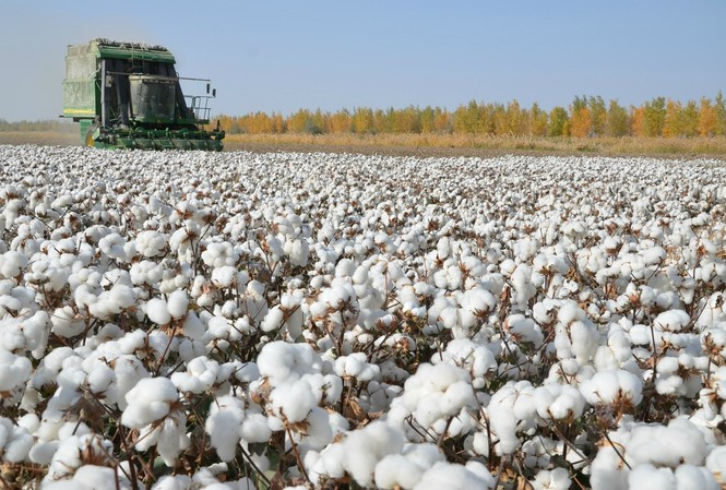 'Bông Tân Cương' là scandal thời trang cực lớn của hàng loạt các nhà mốt thế giới