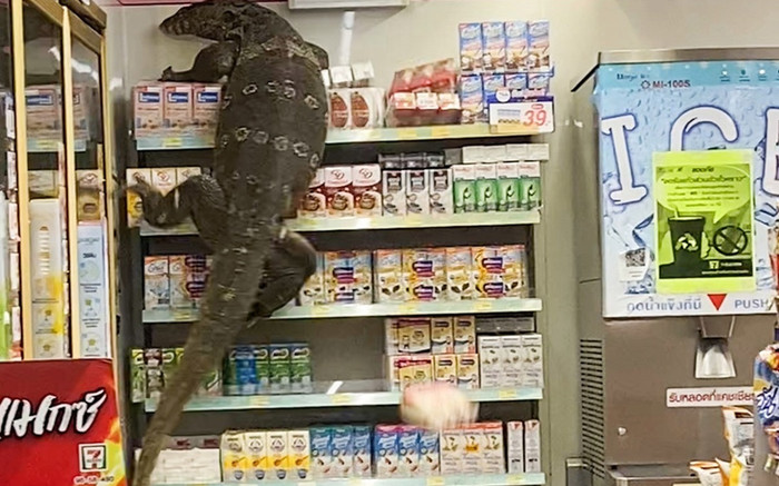 Clip: Kỳ đà khổng lồ 'đột nhập' cửa hàng khiến khách kinh hãi Ảnh 2