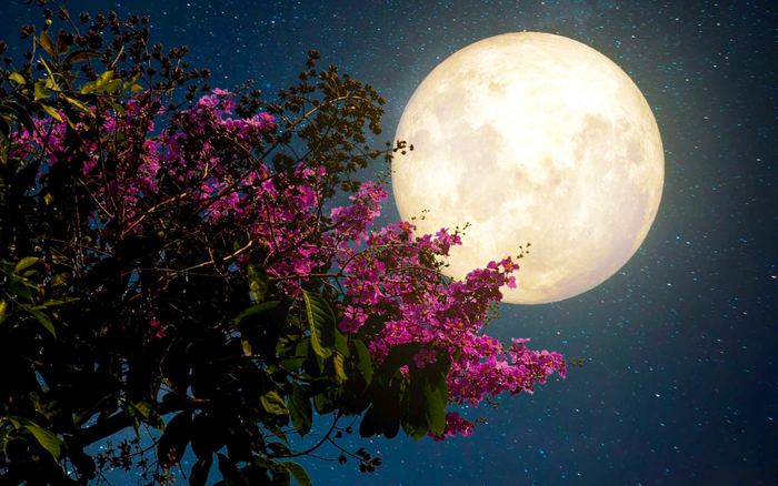 Mưa sao băng, siêu Trăng Hồng và loạt hiện tượng thiên văn kỳ thú sẽ xuất hiện tại Việt Nam tháng 4 Ảnh 2