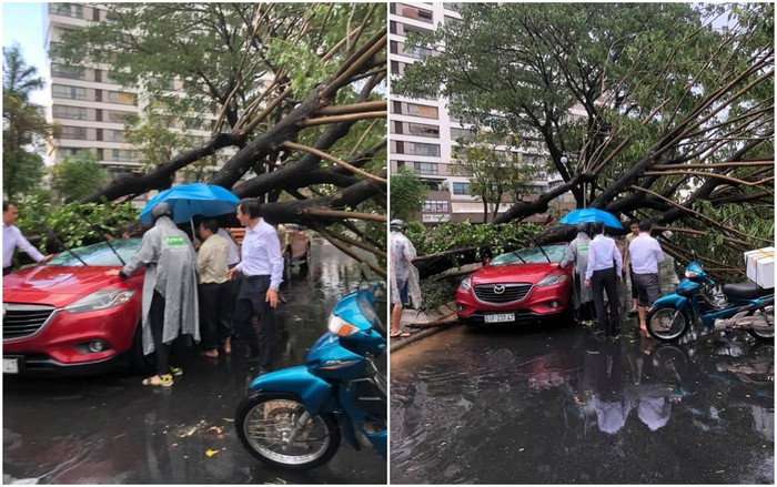 Mưa lớn làm cây ngã, đè bẹp một ô tô. Ảnh: Đặng Công Phúc