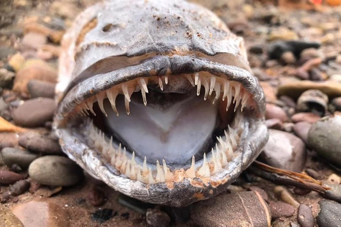 Sinh vật biển bí ẩn với hàm răng sắc như dao cạo khiến người phụ nữ kinh hãi Ảnh 2