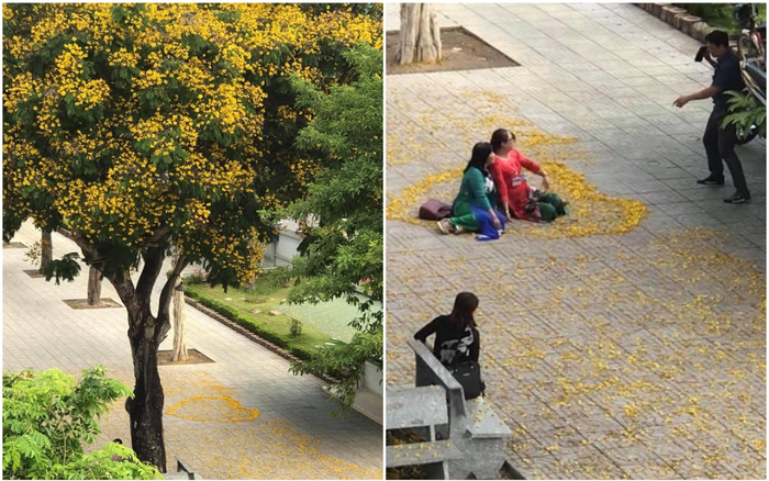 Sân trường vào mùa hoa rụng, thầy cô giáo hồ hởi 'sống ảo' khiến giới học trò vô cùng thích thú Ảnh 2