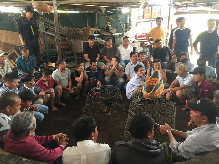 45 đối tượng đang tham gia cá cược bằng hình thức đá gà. Ảnh: Công an Quảng Trị