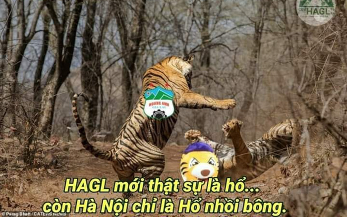Fan HAGL chế ảnh cà khịa: 'Hà Nội FC chỉ là... hổ nhồi bông' Ảnh 2