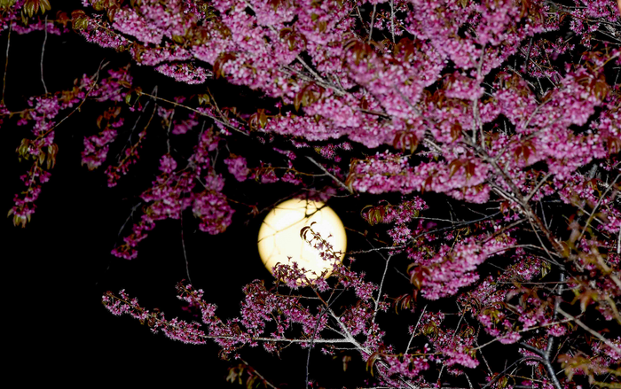 Đêm nay và mai, người dân Việt Nam có cơ hội chiêm ngưỡng 'siêu Trăng Hồng' tuyệt đẹp Ảnh 2