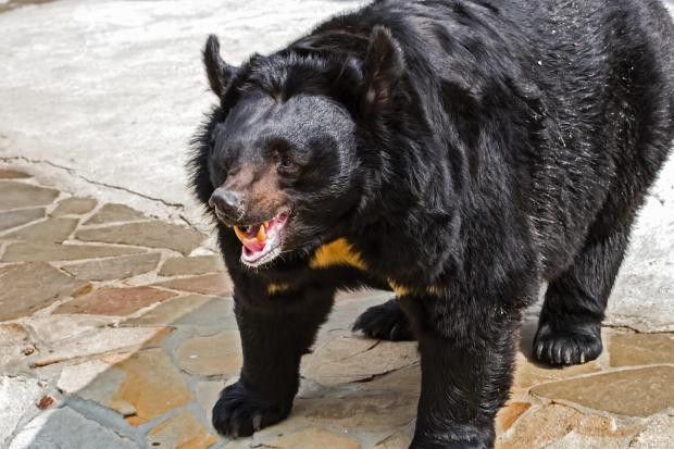 Gấu đen được cho là đã tấn công người phụ nữ