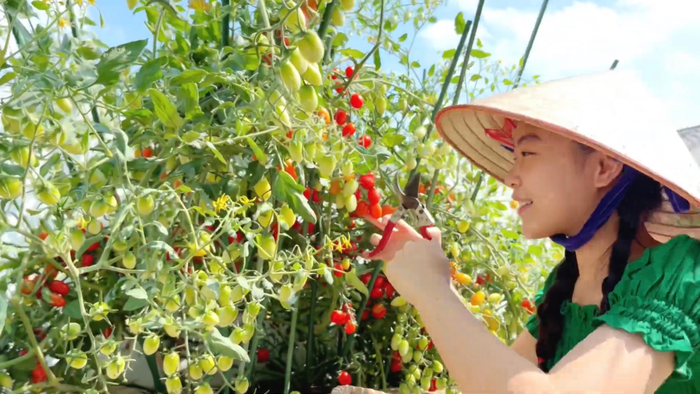 Lọ Lem say mê thu hoạch cà chua