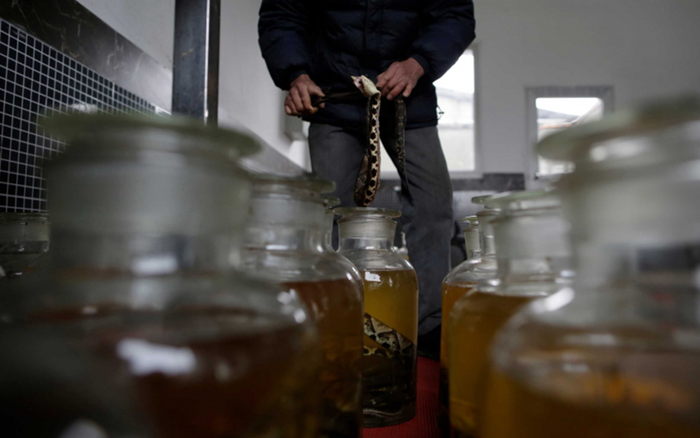 Rắn độc ngâm rượu cả năm bỗng nhảy lên cắn người Ảnh 2