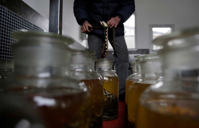 Rắn ngâm rượu cả năm vẫn nhảy lên cắn người.