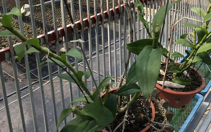 Chủ nhà tá hỏa phát hiện 19 chậu lan quý trị giá khoảng 6 tỷ đồng bị trộm Ảnh 2