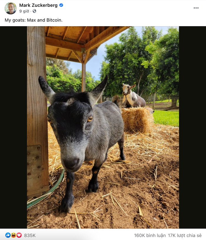 Sau vài giờ đồng hồ đăng tải, hình ảnh thú cưng của ông chủ Facebook Mark Zuckerberg đã thu về hơn 835.000 lượt thích cùng hơn 160.000 lượt bình luận và hơn 17.000 lượt chia sẻ. (Ảnh chụp màn hình)
