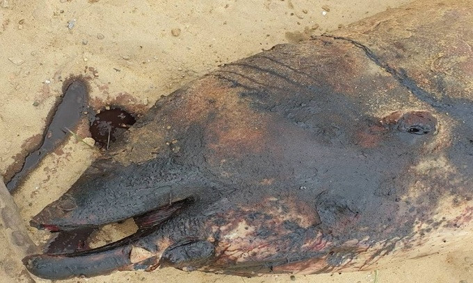 Xác cá voi mõm khoằm dạt vào bãi cát (Ảnh: Itsas Arima)