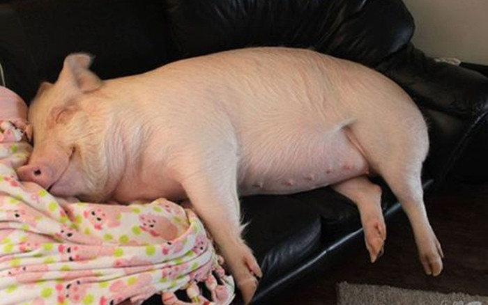 Mua lợn siêu nhỏ về làm thú cưng, cô chủ không ngờ có cái kết 'dở khóc dở cười' Ảnh 2